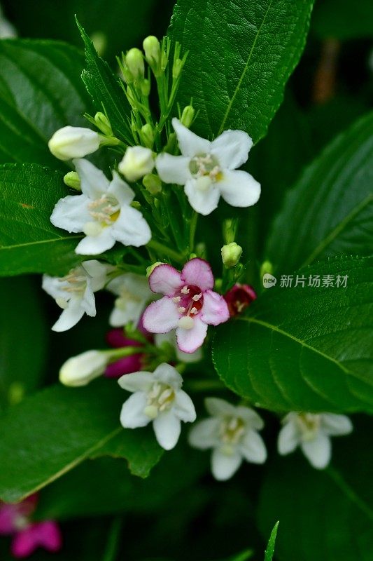 Weigela coraeensis花